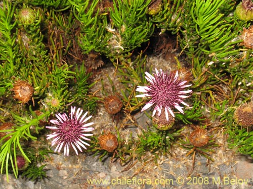 Image of Gypothamnium pinifolium (). Click to enlarge parts of image.