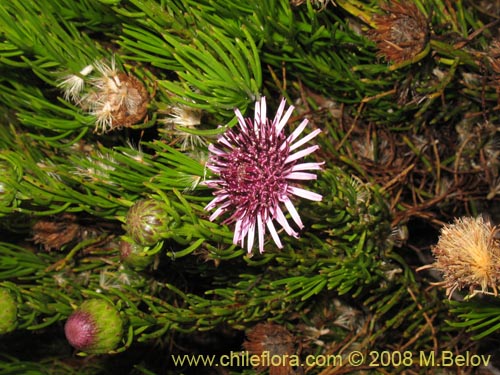 Image of Gypothamnium pinifolium (). Click to enlarge parts of image.