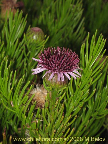 Image of Gypothamnium pinifolium (). Click to enlarge parts of image.