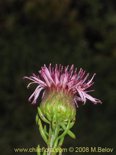 Imágen de Gypothamnium pinifolium (). Haga un clic para aumentar parte de imágen.