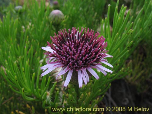 Imágen de Gypothamnium pinifolium (). Haga un clic para aumentar parte de imágen.