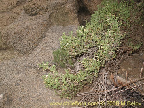 Image of Nolana sedifolia (Sosa / Hierba de la lombriz / Sosa brava). Click to enlarge parts of image.