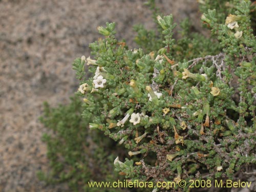 Image of Nolana sedifolia (Sosa / Hierba de la lombriz / Sosa brava). Click to enlarge parts of image.