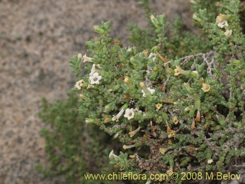 Bild von Nolana sedifolia (Sosa / Hierba de la lombriz / Sosa brava). Klicken Sie, um den Ausschnitt zu vergrössern.