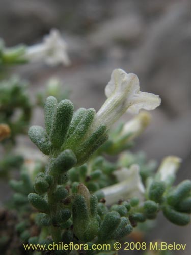 Image of Nolana sedifolia (Sosa / Hierba de la lombriz / Sosa brava). Click to enlarge parts of image.