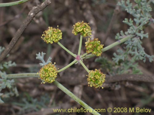 Bild von Asteriscium sp. #2392 (). Klicken Sie, um den Ausschnitt zu vergrössern.