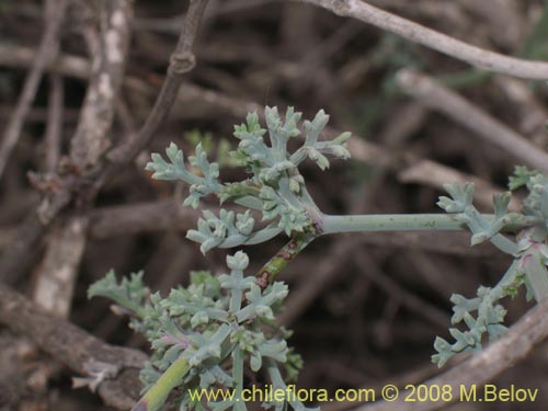 Bild von Asteriscium sp. #2392 (). Klicken Sie, um den Ausschnitt zu vergrössern.