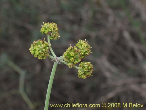 Bild von Asteriscium sp. #2392 (). Klicken Sie, um den Ausschnitt zu vergrössern.