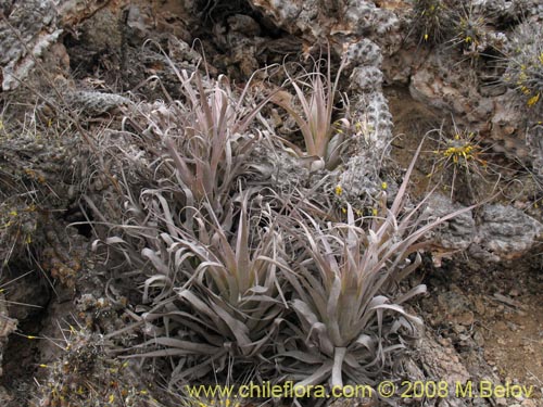Tillandsia geisseiの写真