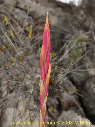 Tillandsia geisseiの写真