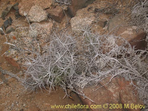 Imágen de Tillandsia capillaris (Clavel del aire). Haga un clic para aumentar parte de imágen.