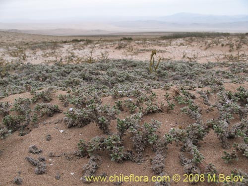 Image of Tiquilia litoralis (). Click to enlarge parts of image.