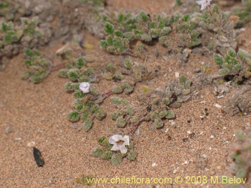 Bild von Tiquilia litoralis (). Klicken Sie, um den Ausschnitt zu vergrössern.