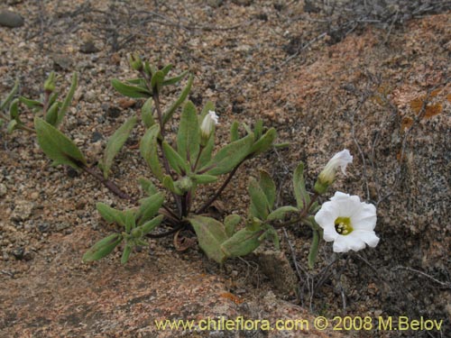 Image of Nolana baccata (). Click to enlarge parts of image.