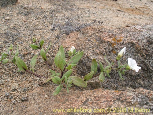 Image of Nolana baccata (). Click to enlarge parts of image.