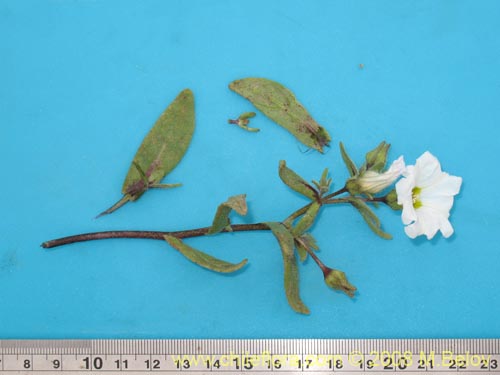 Image of Nolana baccata (). Click to enlarge parts of image.