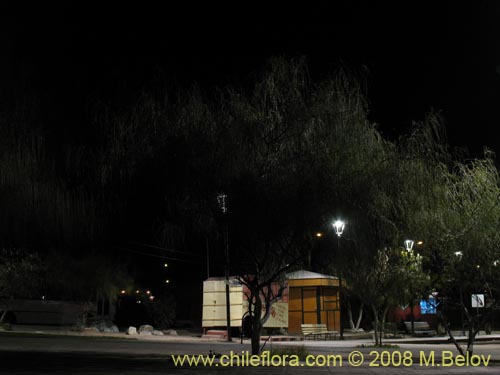 Imágen de Parkinsonia aculeata (Cina-cina / Parquinsonia / Espina de Jerusalem / Palo verde). Haga un clic para aumentar parte de imágen.