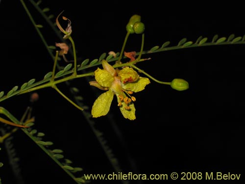 Bild von Parkinsonia aculeata (Cina-cina / Parquinsonia / Espina de Jerusalem / Palo verde). Klicken Sie, um den Ausschnitt zu vergrössern.