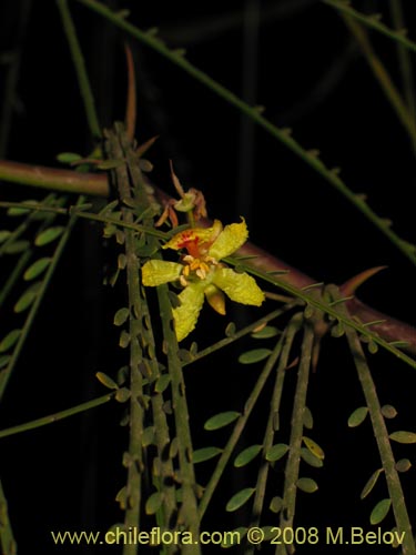 Фотография Parkinsonia aculeata (Cina-cina / Parquinsonia / Espina de Jerusalem / Palo verde). Щелкните, чтобы увеличить вырез.