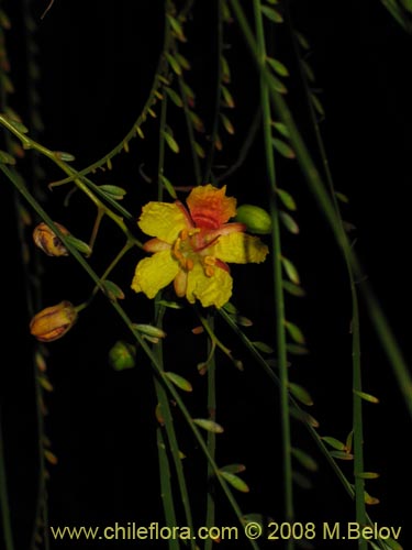 Image of Parkinsonia aculeata (Cina-cina / Parquinsonia / Espina de Jerusalem / Palo verde). Click to enlarge parts of image.