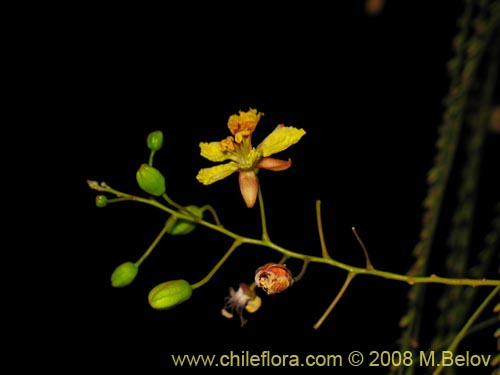 Imágen de Parkinsonia aculeata (Cina-cina / Parquinsonia / Espina de Jerusalem / Palo verde). Haga un clic para aumentar parte de imágen.