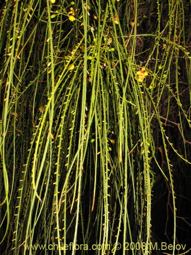 Image of Parkinsonia aculeata (Cina-cina / Parquinsonia / Espina de Jerusalem / Palo verde). Click to enlarge parts of image.