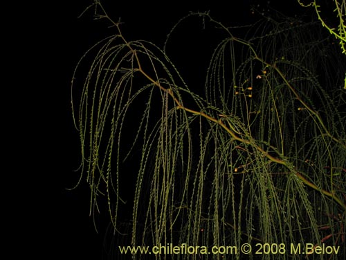 Image of Parkinsonia aculeata (Cina-cina / Parquinsonia / Espina de Jerusalem / Palo verde). Click to enlarge parts of image.