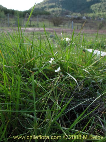 Spergularia sp. #2004の写真