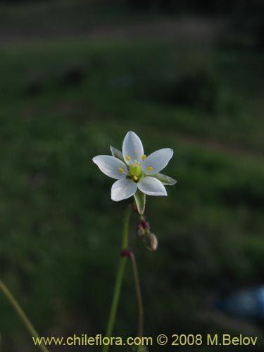 Spergularia sp. #2004の写真