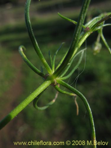 Spergularia sp. #2004の写真