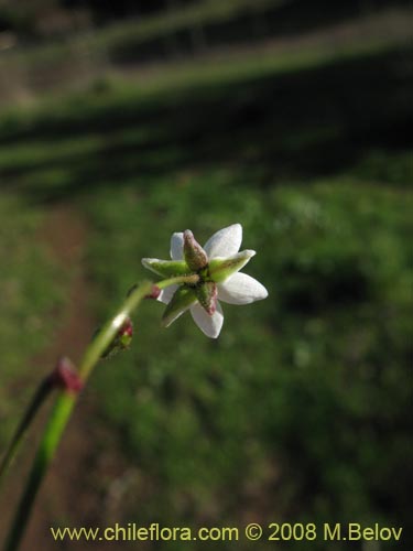 Spergularia sp. #2004の写真