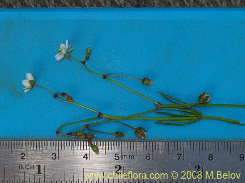 Image of Spergularia sp. #2004 (). Click to enlarge parts of image.
