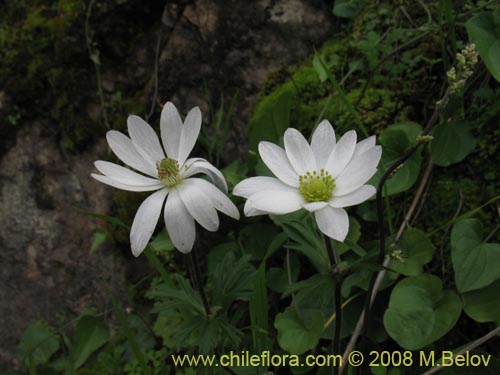 Anemone decapetala var. foliolosaの写真
