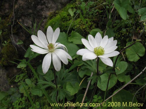 Image of Anemone decapetala var. foliolosa (Centella). Click to enlarge parts of image.