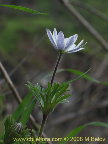 Bild von Anemone decapetala var. foliolosa (Centella). Klicken Sie, um den Ausschnitt zu vergrössern.