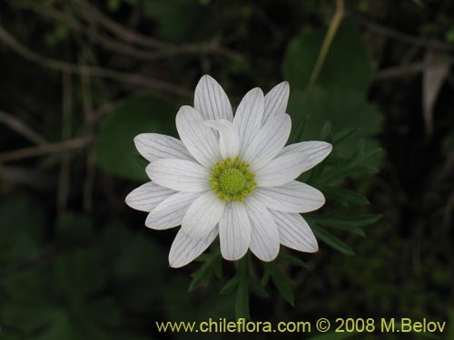 Anemone decapetala var. foliolosa의 사진