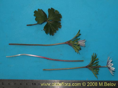 Anemone decapetala var. foliolosa의 사진