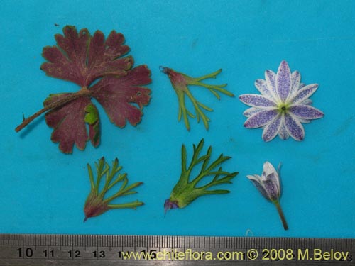 Anemone decapetala var. foliolosa의 사진