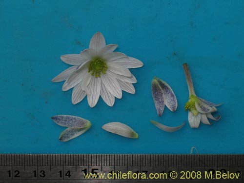 Anemone decapetala var. foliolosa의 사진