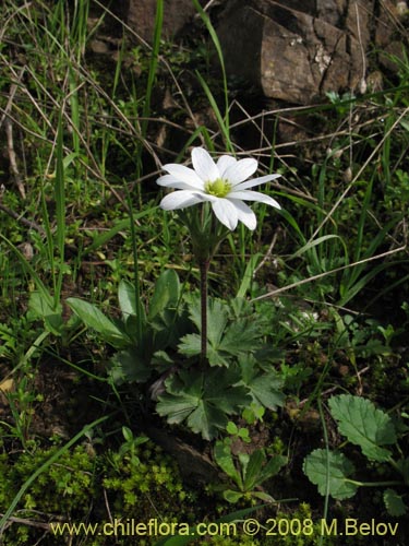 Anemone decapetala var. foliolosa의 사진