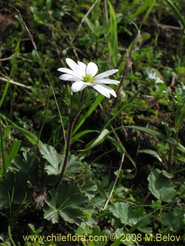 Anemone decapetala var. foliolosa의 사진