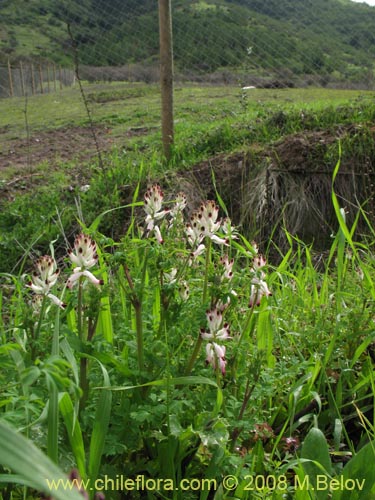 Imágen de Fumaria capreolata (Flor de la culebra). Haga un clic para aumentar parte de imágen.