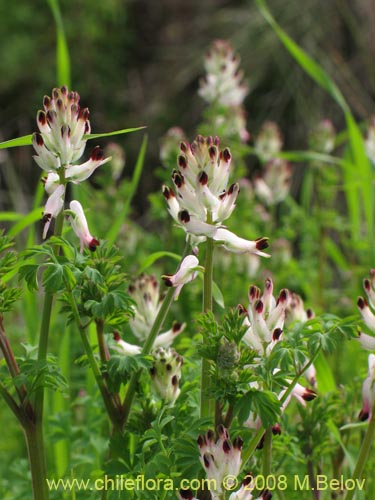 Imágen de Fumaria capreolata (Flor de la culebra). Haga un clic para aumentar parte de imágen.