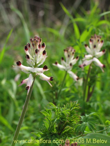 Bild von Fumaria capreolata (Flor de la culebra). Klicken Sie, um den Ausschnitt zu vergrössern.