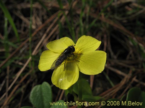 Фотография Oxalis carnosa var. carnosa (). Щелкните, чтобы увеличить вырез.