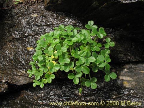 Bild von Oxalis carnosa var. carnosa (). Klicken Sie, um den Ausschnitt zu vergrössern.