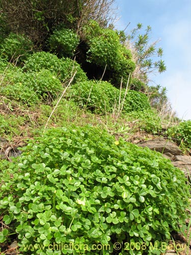 Bild von Oxalis carnosa var. carnosa (). Klicken Sie, um den Ausschnitt zu vergrössern.