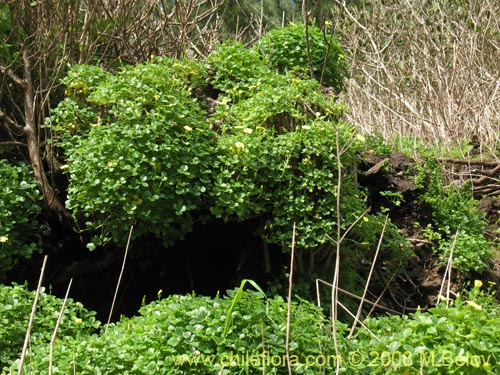 Bild von Oxalis carnosa var. carnosa (). Klicken Sie, um den Ausschnitt zu vergrössern.