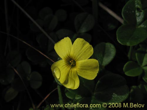 Image of Oxalis carnosa var. carnosa (). Click to enlarge parts of image.