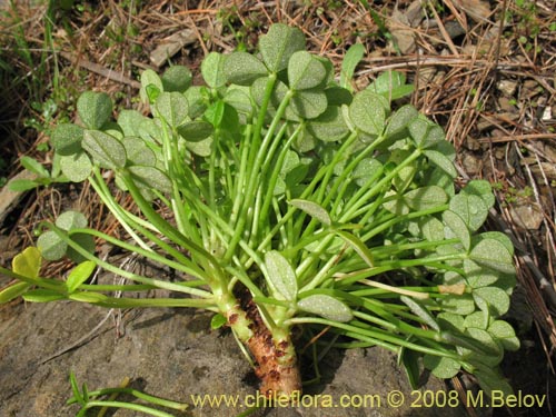 Bild von Oxalis carnosa var. carnosa (). Klicken Sie, um den Ausschnitt zu vergrössern.